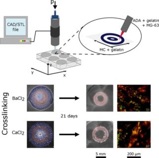 Towards entry "TRR225 Collaborative Research Centre new publication: biofabrication with oxidized alginate-gelatine based hydrogels"