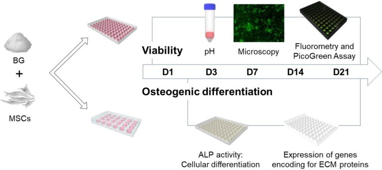 Our new paper on osteogenic properties of bioactive glasses published in Int. J. Mol. Sci.