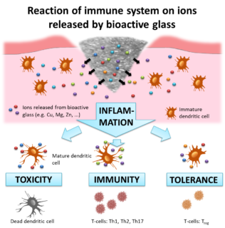 Towards entry "Our “Biomaterials Science” paper on bioactive glass-dendritic cell interactions featured in “Ceramic Technology Today”"