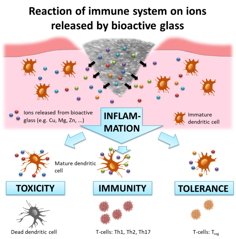 Our “Biomaterials Science” paper on bioactive glass-dendritic cell interactions featured in “Ceramic Technology Today”
