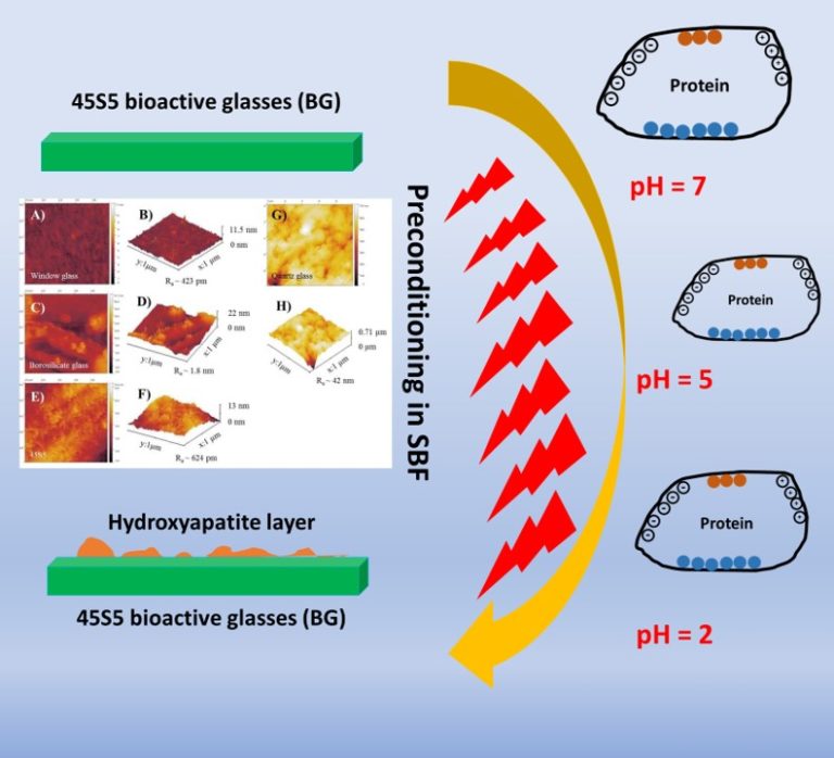 Our paper on bioactive glass-protein interactions published in Advanced Materials Interfaces