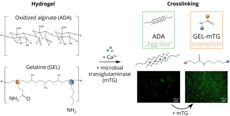 SFB 1270 “ELAINE”: Our new publication in ACS Biomater. Sci. Eng.