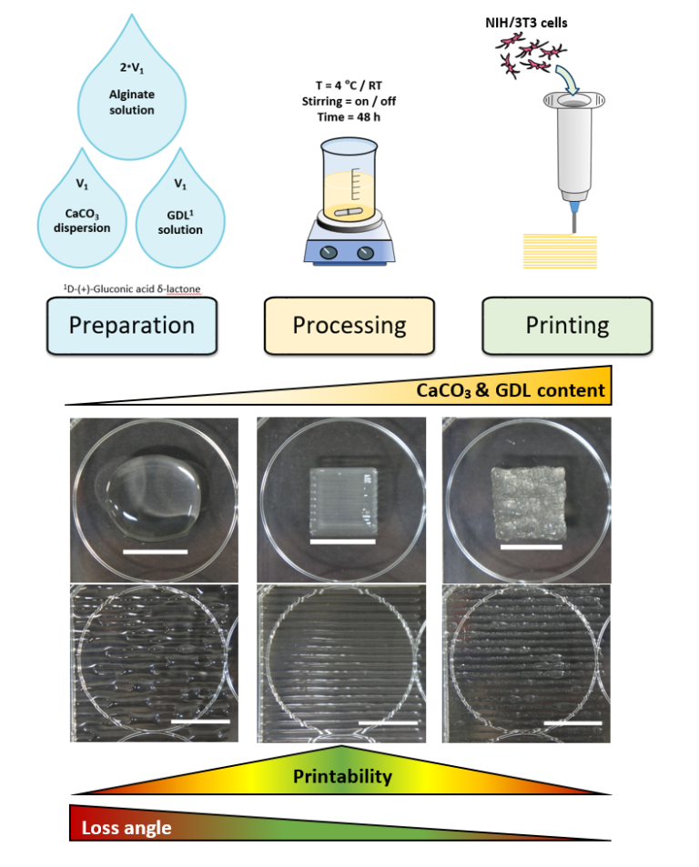 Our new new paper on bioprinting of alginate published in “Biofabrication”