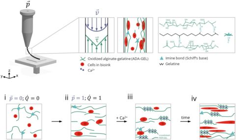 Towards entry " Our new paper on       ADA-GEL bioprinting published in “Biofabrication”"