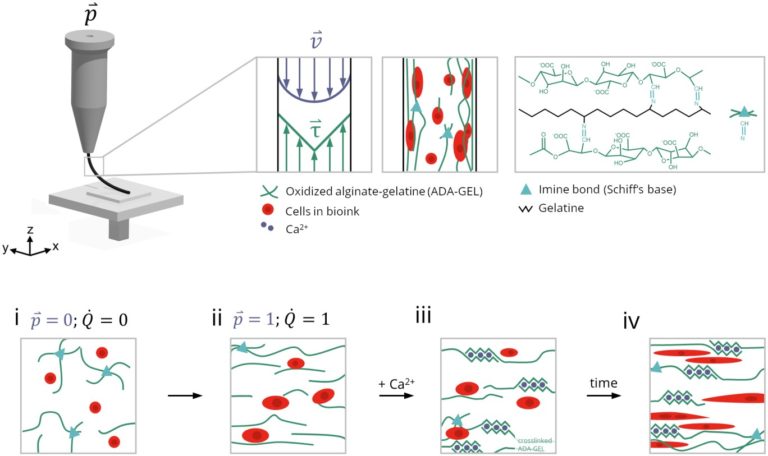  Our new paper on       ADA-GEL bioprinting published in “Biofabrication”