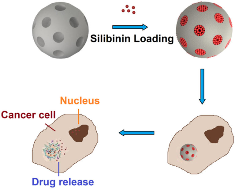 Silibinin releasing mesoporous bioactive glass nanoparticles: potential for breast cancer therapy