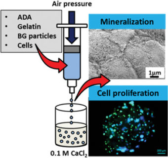 Towards entry "New (Open Access) study on cell laden bioactive glass containing hydrogel capsules published in Macromol. Biosci."