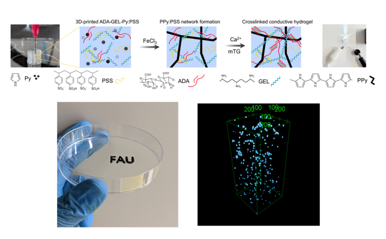 Two new publications in the framework of SFB1270-ELAINE project